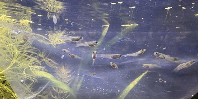 Alevins guppy