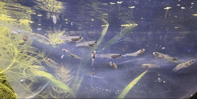 Alevins guppys et mâles adultes