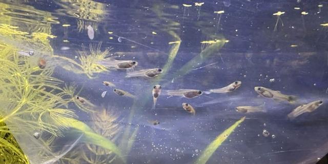 Alevins guppy