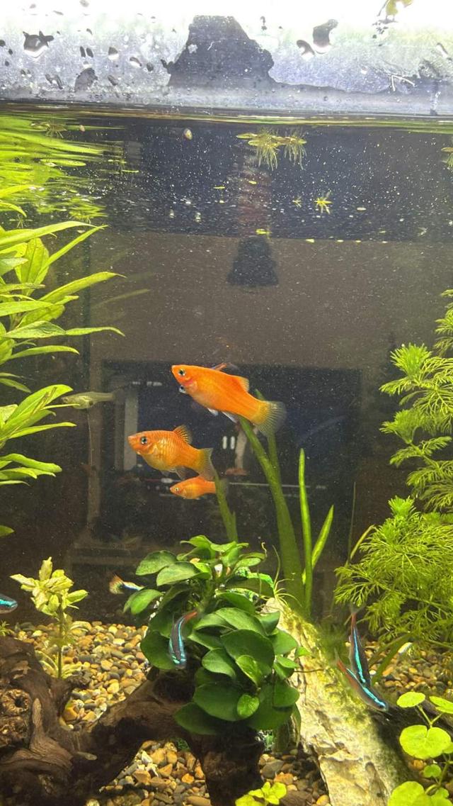 Poisson platys à Toulouse