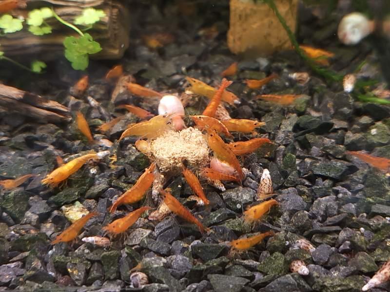 Crevettes Neocaridina rouge, orange, jaune ou bleu