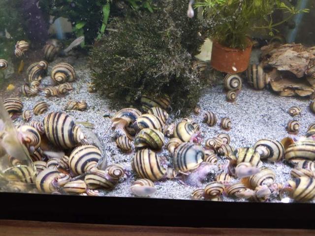 Escargots Asolene Spixii