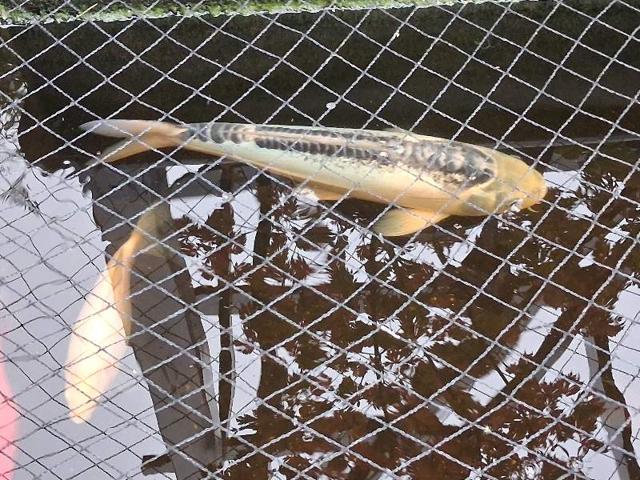 Lot de 5 carpes koi