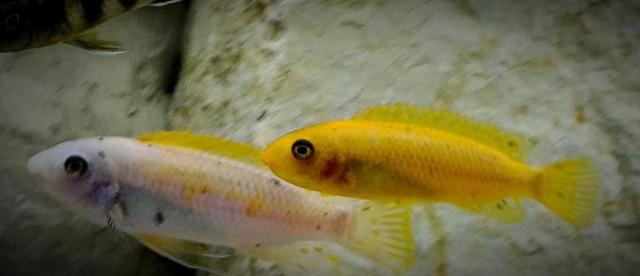 Labeotropheus trewavasae thumbi west