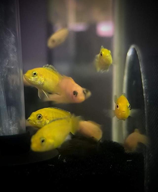🐟 Jeunes Mbuna du Malawi – F2
