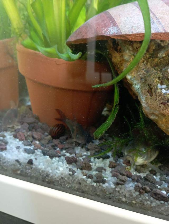 Corydoras aneus