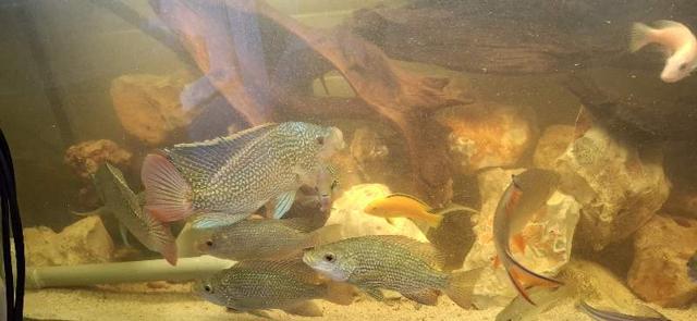 Cichlides tangayinka à Le Havre