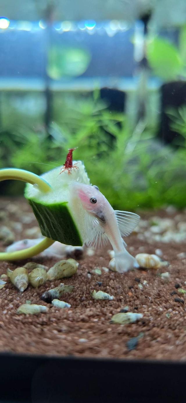 Ancistrus snow white