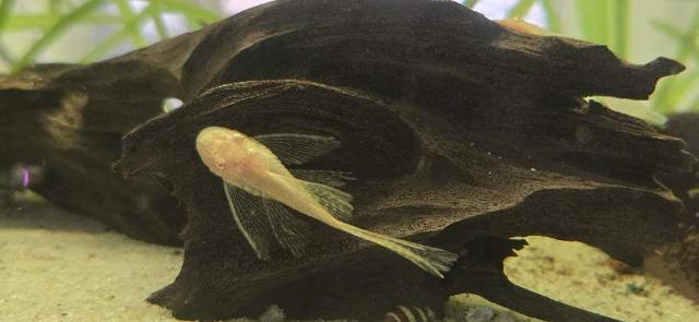 Ancistrus albinos voilés