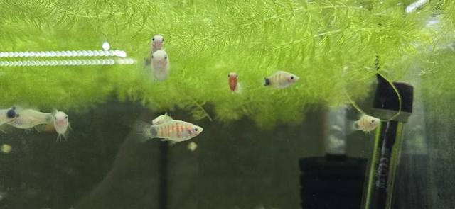 Platy