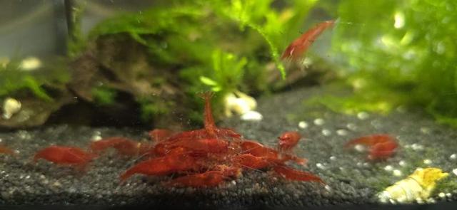 Crevettes red cherry
