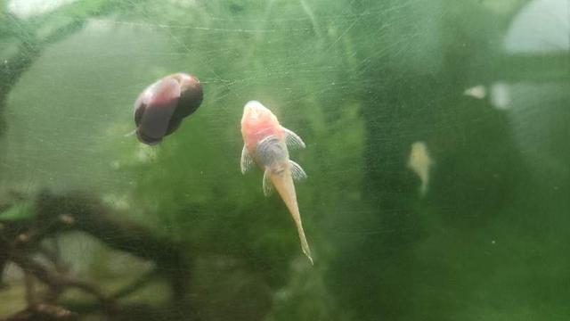 Ancistrus albinos