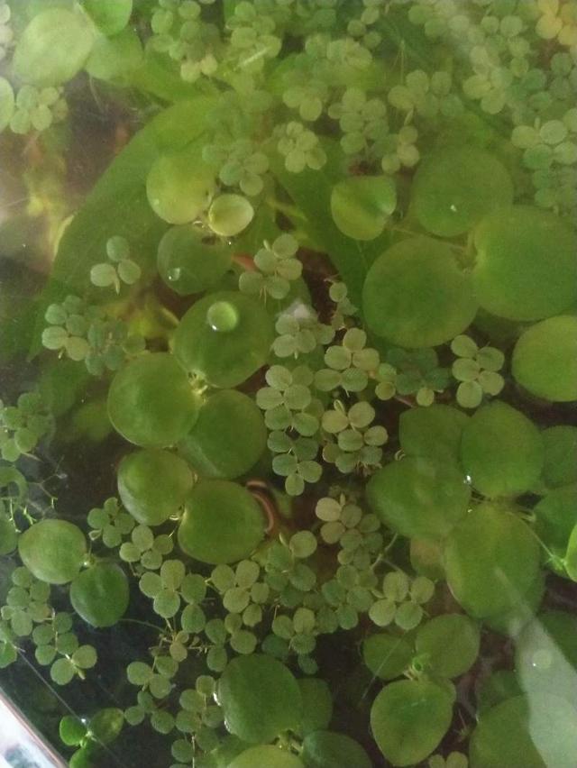 Grenouillette et salvinia