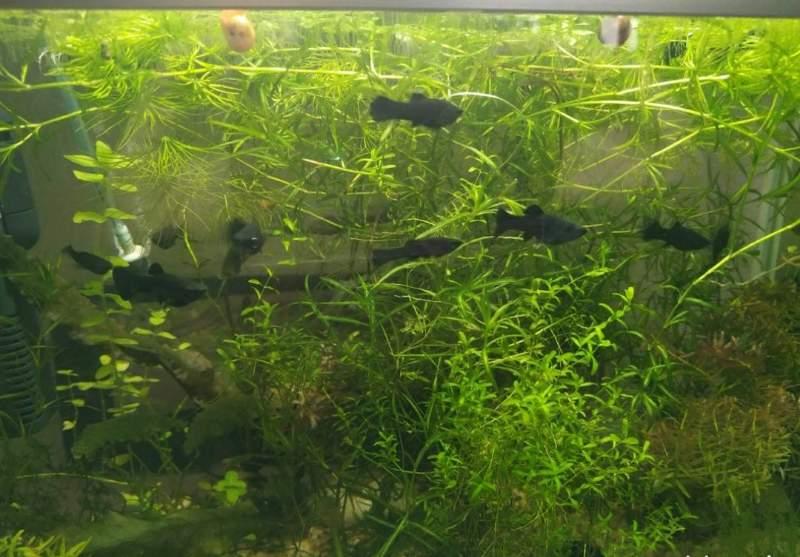 5 Blacks Mollys ventre argent