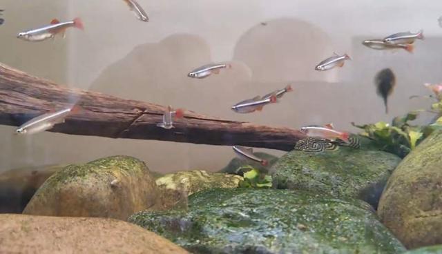 Lot de 20 tanichtys albonubes (néon du pauvre) à Égly