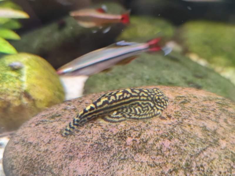 Sewellia