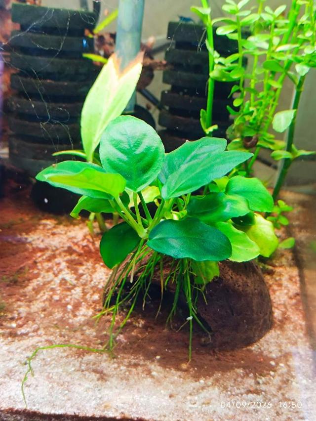 🌿 Anubia barteri