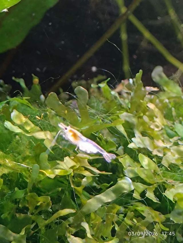 🦐 Crevette Neocaridina White Pearl les 12