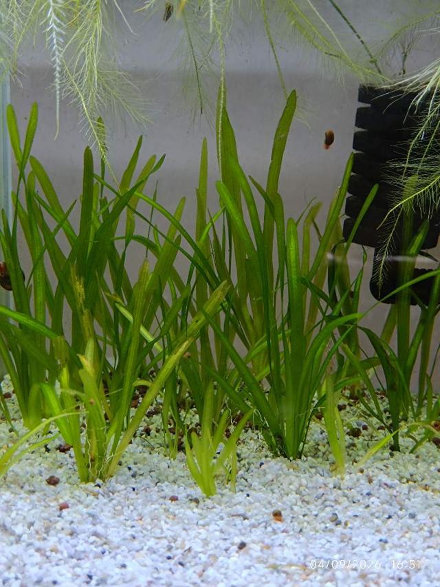 🌿 Vallisneria