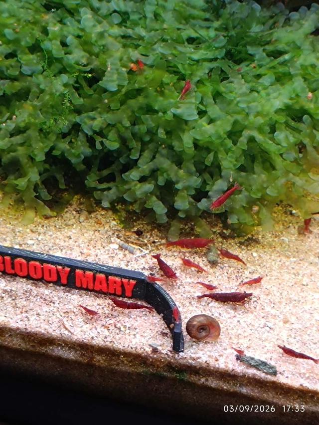 🦐 Crevette Bloody Mary lot de 12