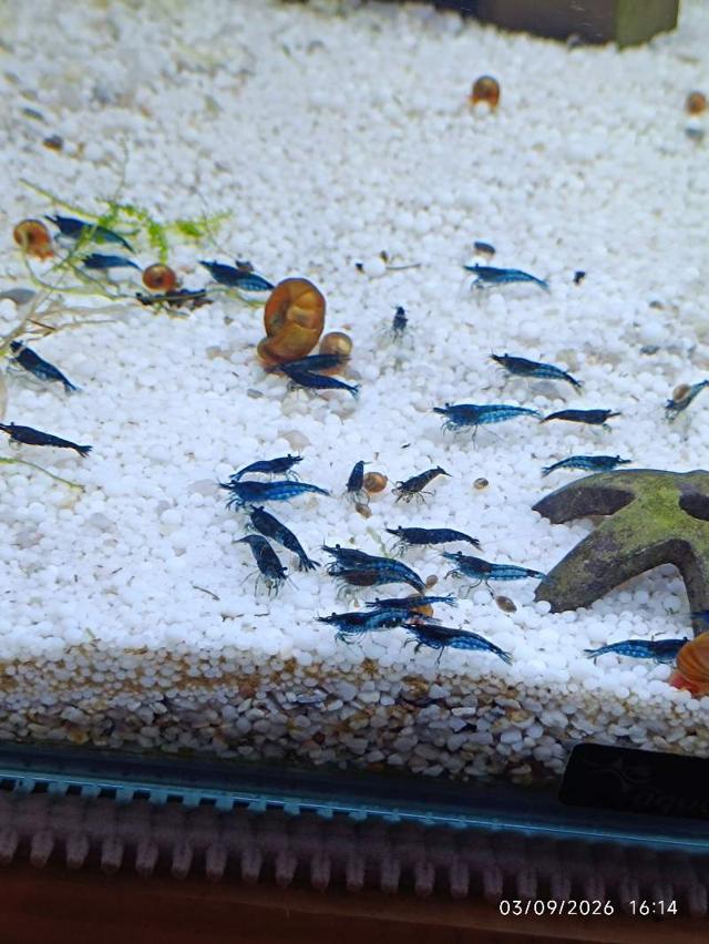 🦐 Crevette Blue Dream Saphir lot de 12