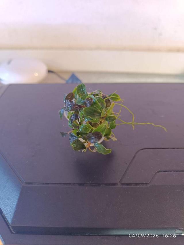 🌿 Bucephalandra ‘Mini Red’