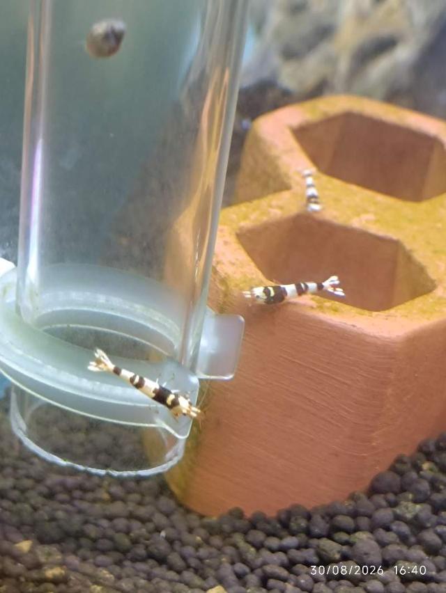 🦐 Caridina Fancy Red Tiger - rouge-brun