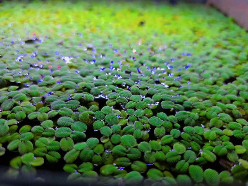🌿💚 SALVINIA À ADOPTER ! 💚🌿