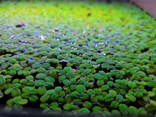 🌿💚 SALVINIA À ADOPTER ! 💚🌿