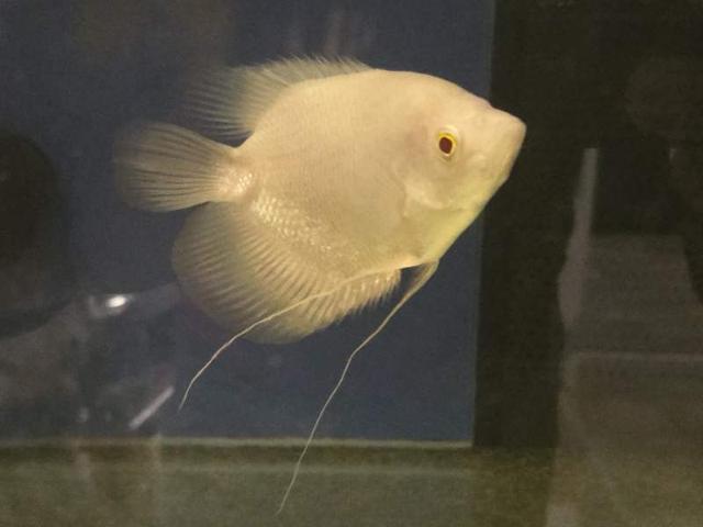 Gourami geant