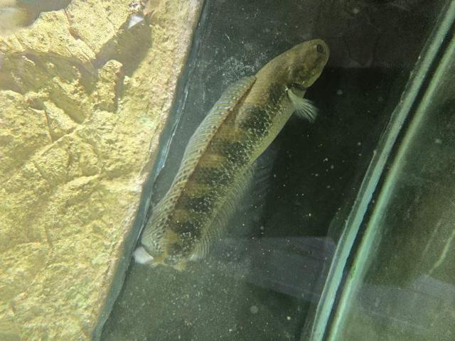 Channa asiatica 30/40cm. 600l minimum