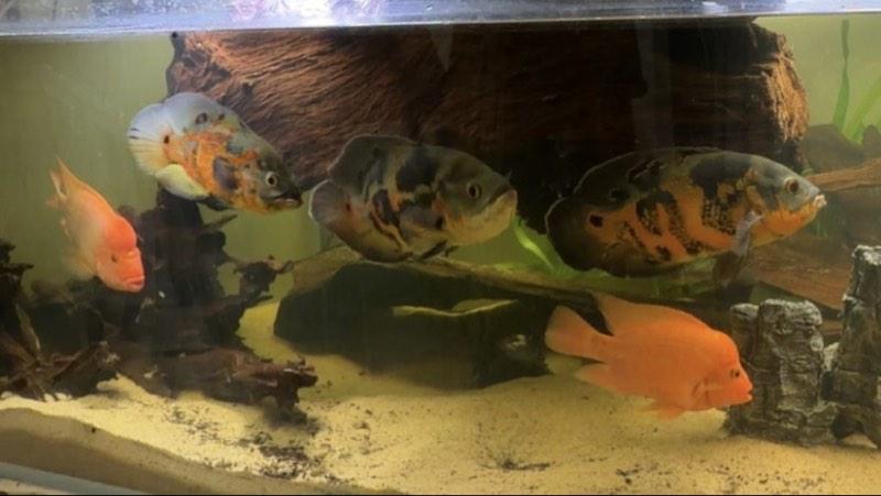 Cichlide américain