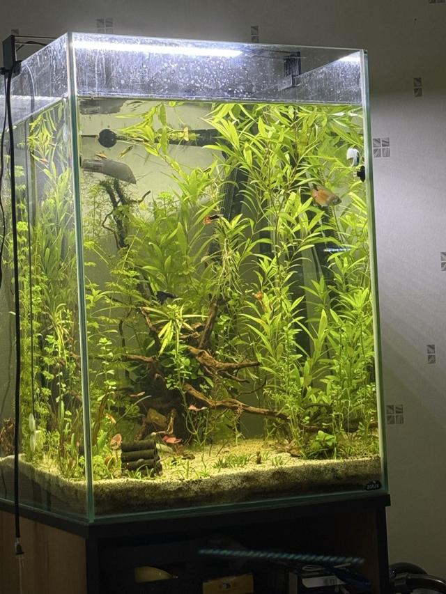 Aquarium 175 litres complet