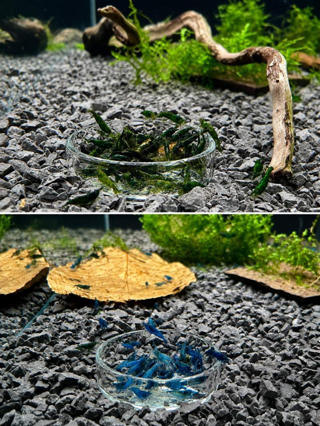 Neocaridina