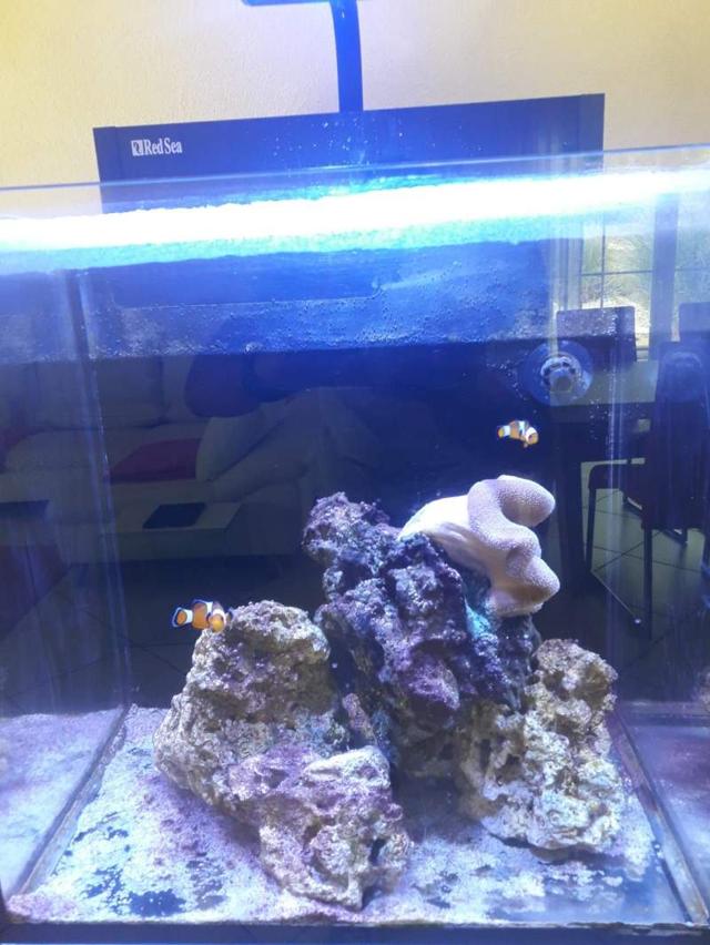 Aquarium red sea max nano 2G à Landser