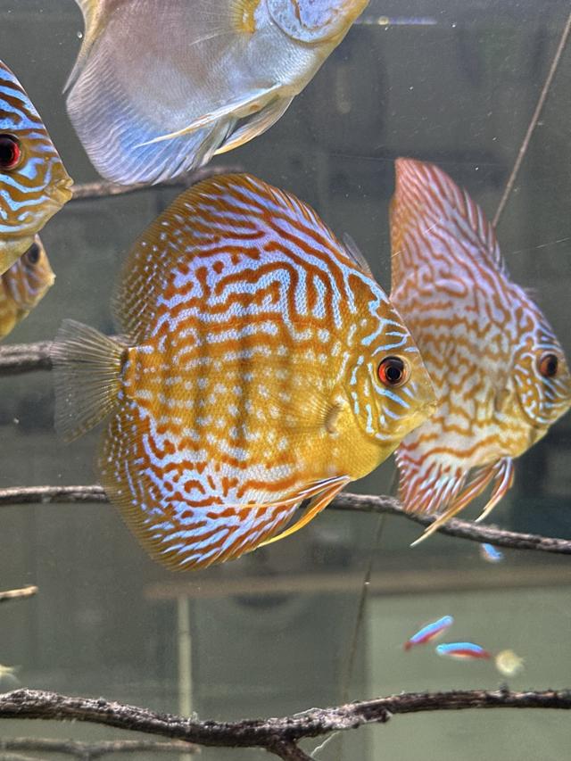 Échange DISCUS 13/15 cm