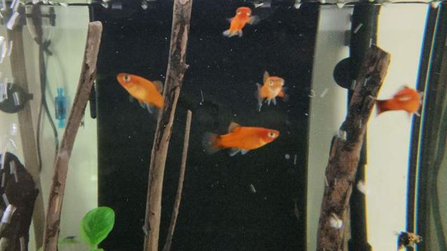 Donne platy bébé rouge