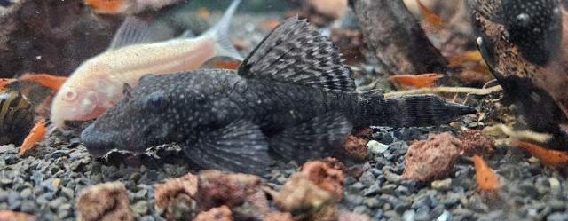 Ancistrus