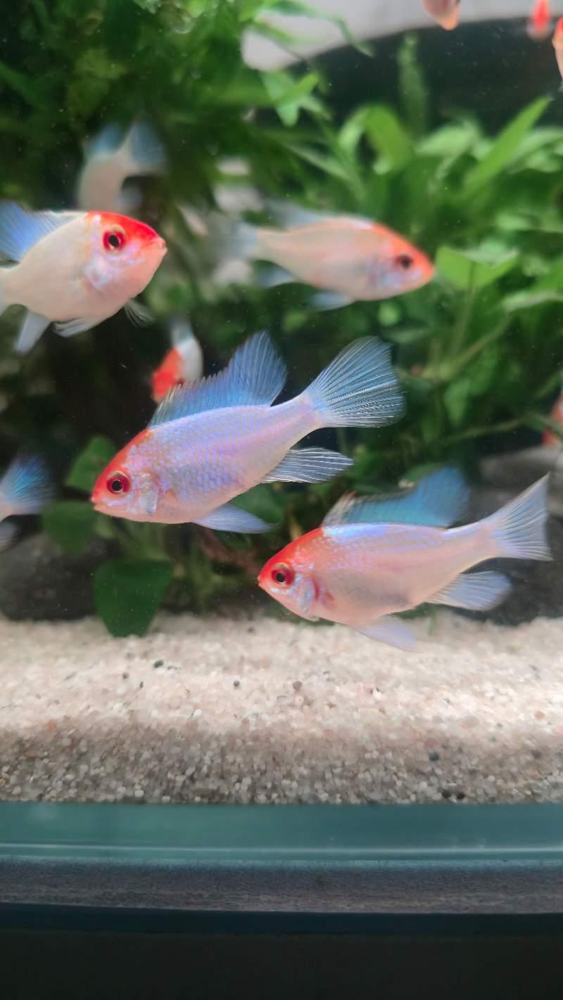 Ramirezi