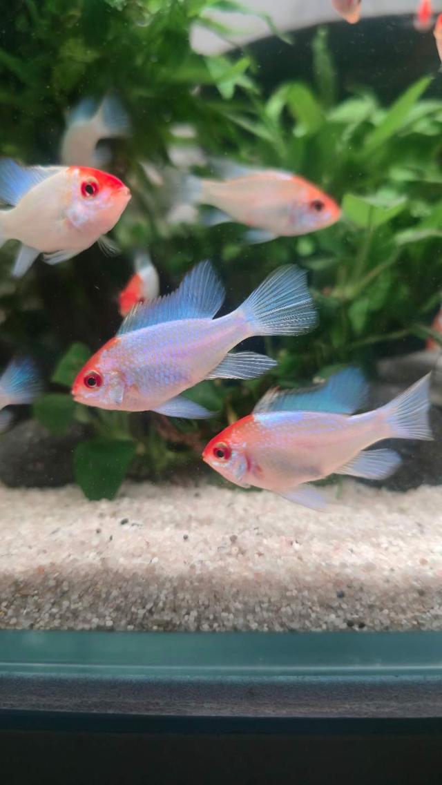Ramirezi