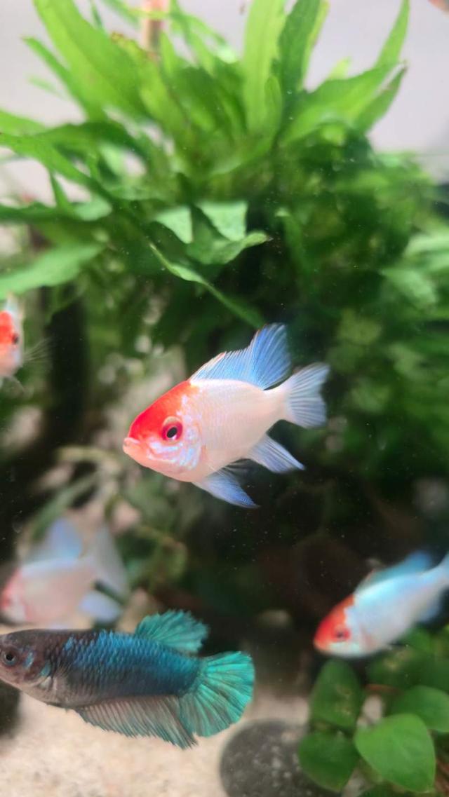 Ramirezi