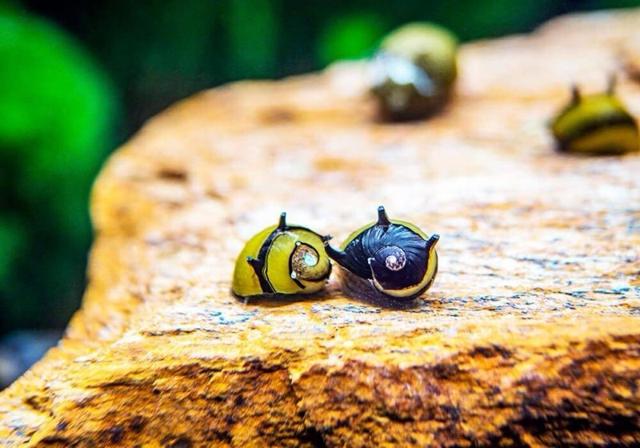 Escargot Clithon corona var. zébra