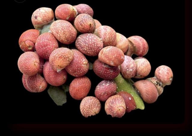 Escargot Clithon Pink lady