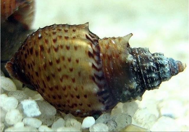 Escargot Tiara Scabra