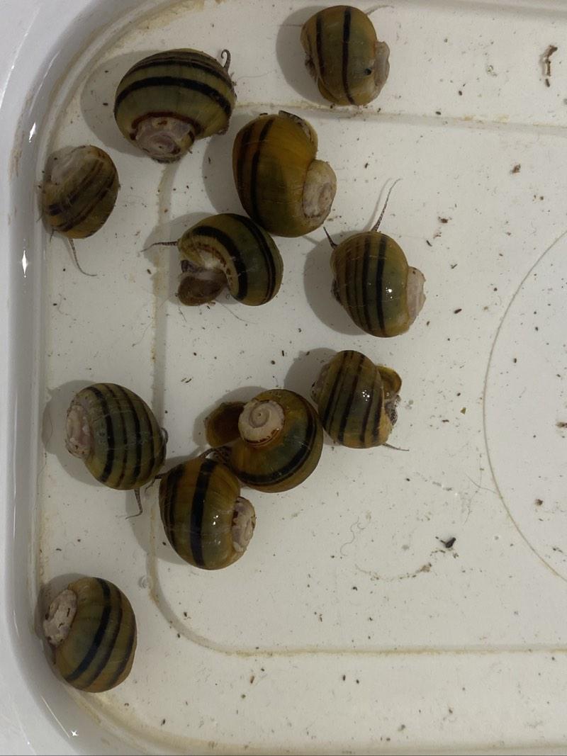 Escargot Asolene spixi