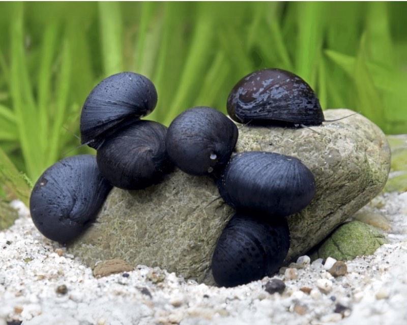 Neritina sp. Pulligera