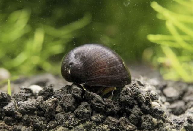 Neritina sp. Pulligera