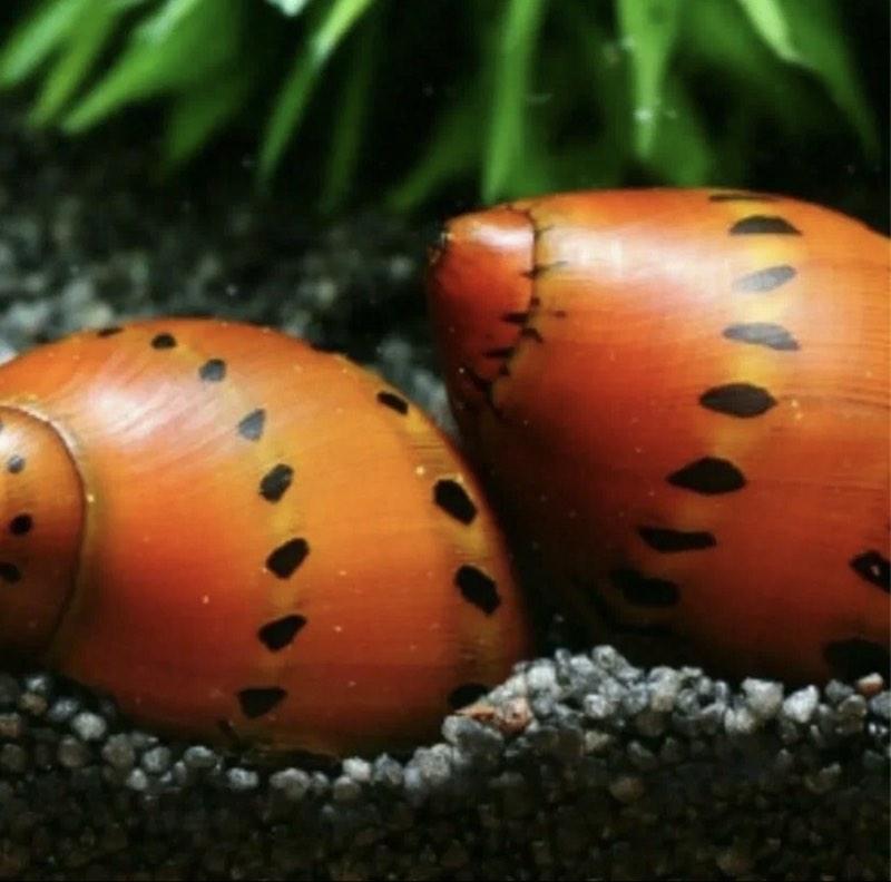 Neritina sp. Red spotted