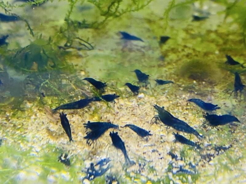 Crevettes Neocaridina Blue Dream