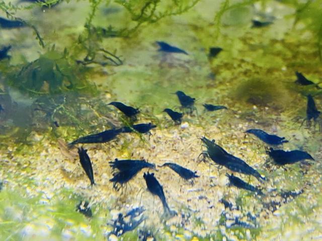 Crevettes Neocaridina Blue Dream à Til-Châtel